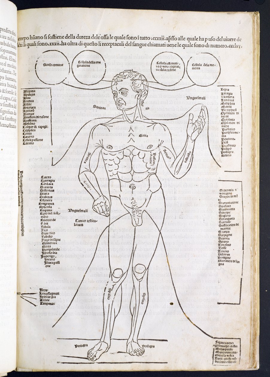 Miehen anatomia, Johannes de Kethamin (d.c.1490) Fascilulus Medicinaesta 1400-1500-luku tekijältä Italian School