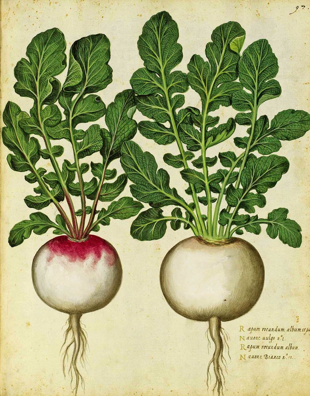 Ulisse Aldrovandi nauris tekijältä Italian School