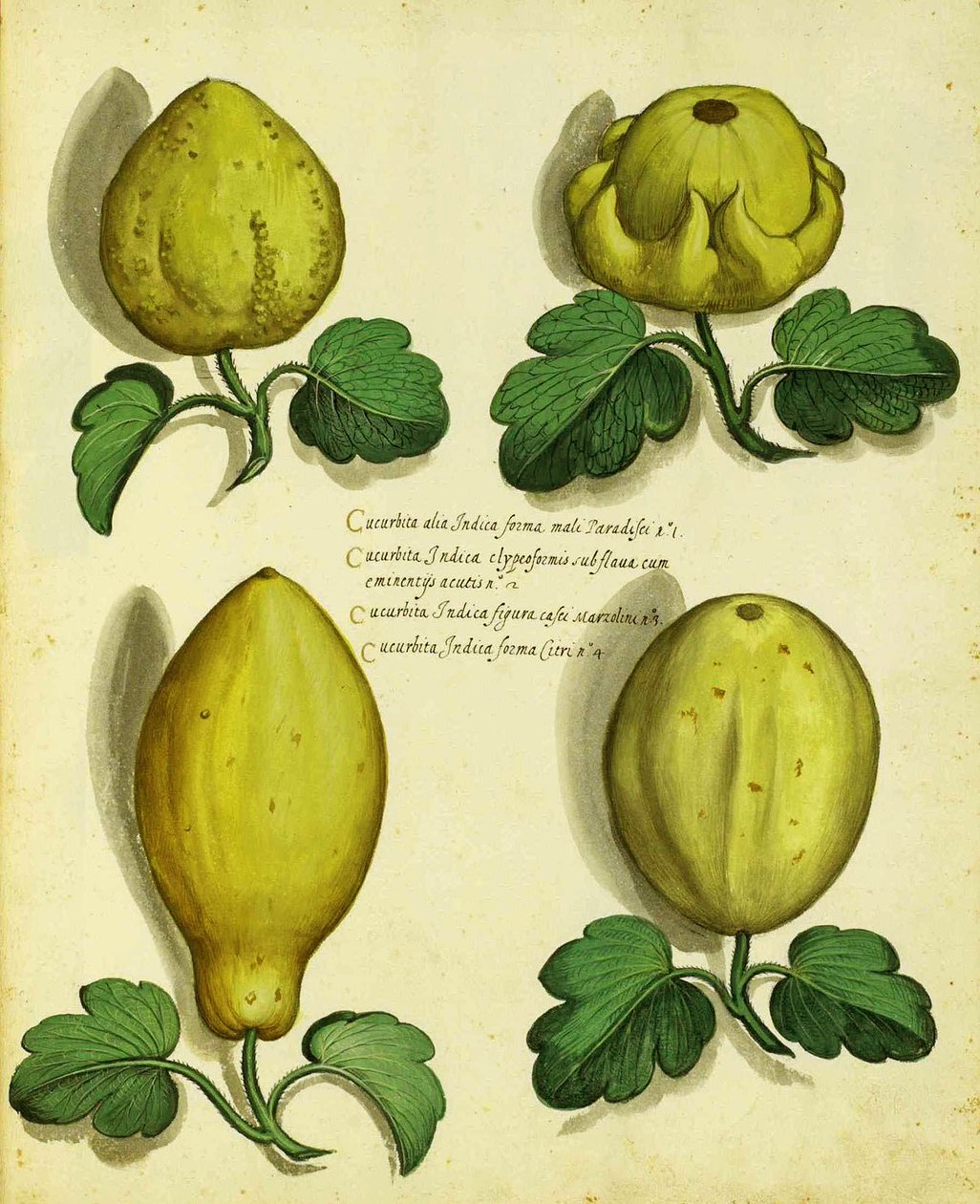 Ulisse Aldrovandin Heirloom Squash -lajikkeet tekijältä Italian School