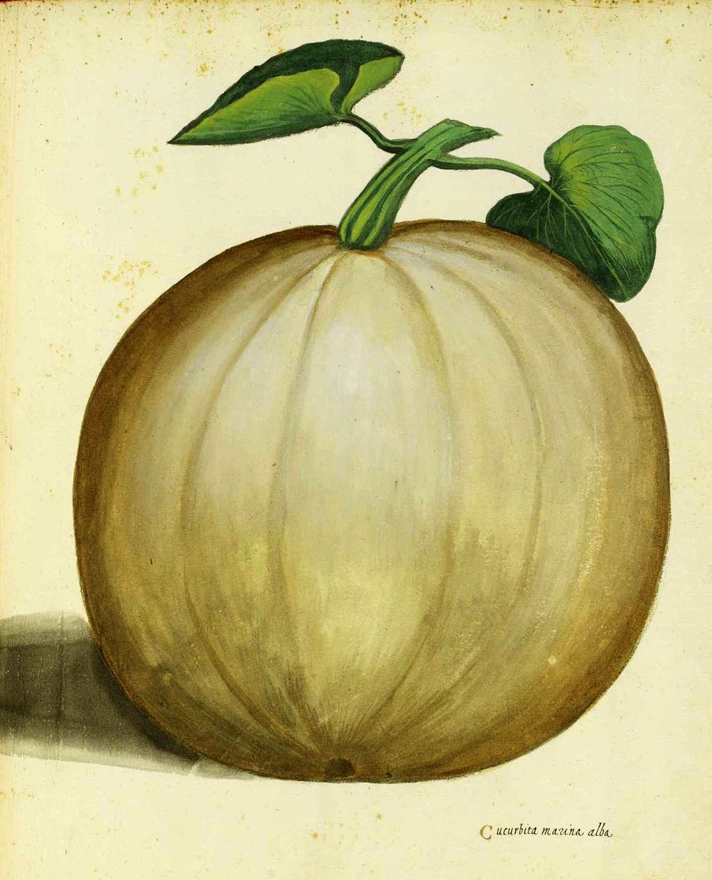 Ulisse Aldrovandi White Squash tekijältä Italian School