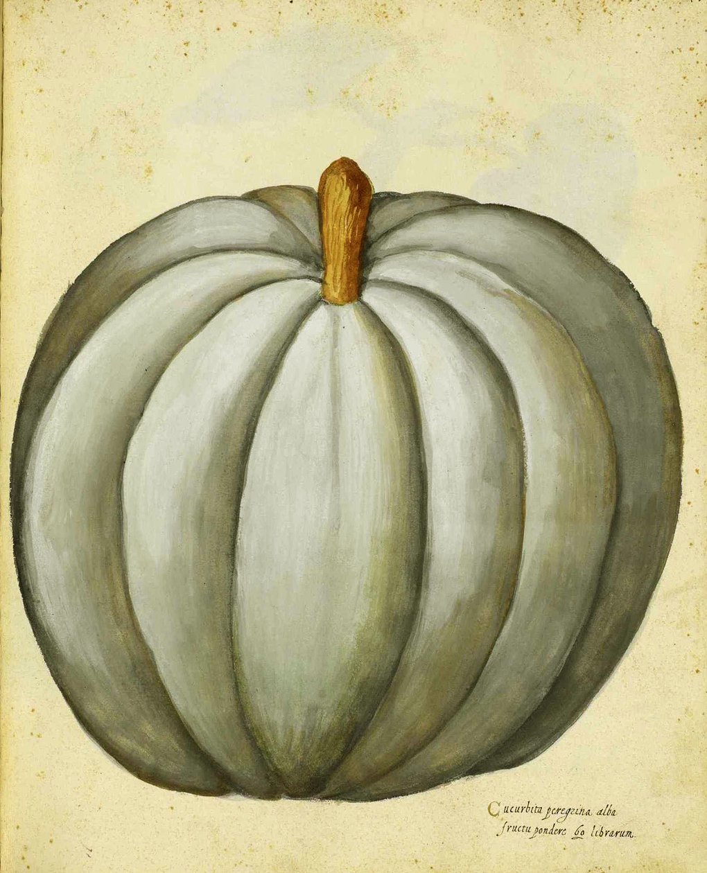 Ulisse Aldrovandi White Squash tekijältä Italian School