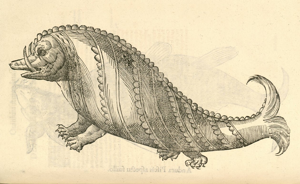 kuva Aper Marinus Cetaceuksesta Aldrovandis History of Monsters , 1642 tekijältä Italian School