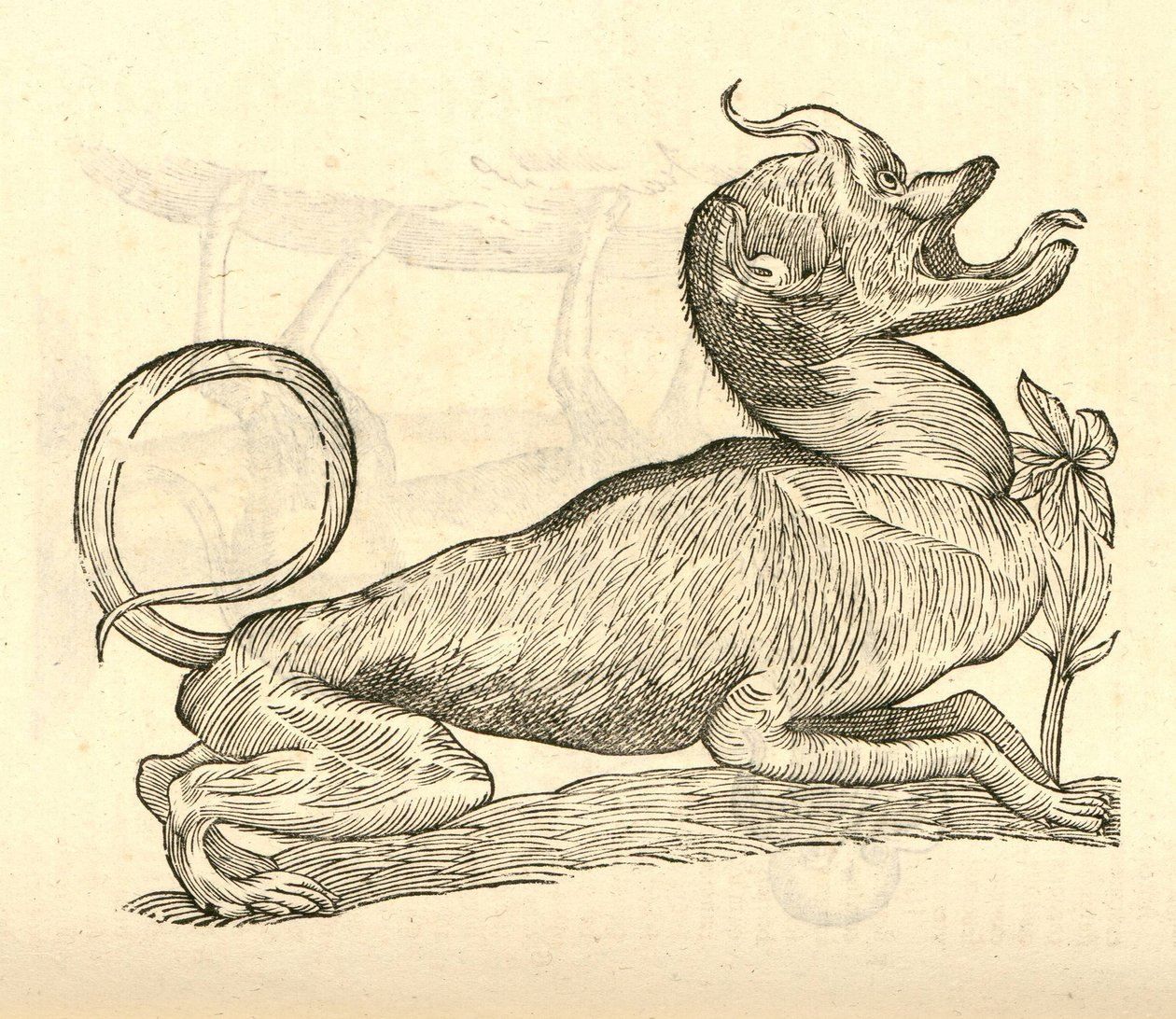 kuva Canis monstroso capitesta Aldrovandis History of Monsters , 1642 tekijältä Italian School
