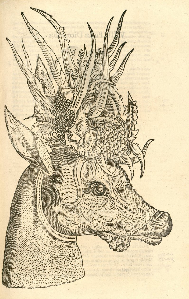 kuva Capreolus Polycerosista Aldrovandis History of Monsters , 1642 tekijältä Italian School