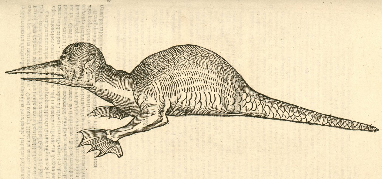 kuva Draco marinus monophthalmos bipesistä Aldrovandis History of Monsters , 1642 tekijältä Italian School