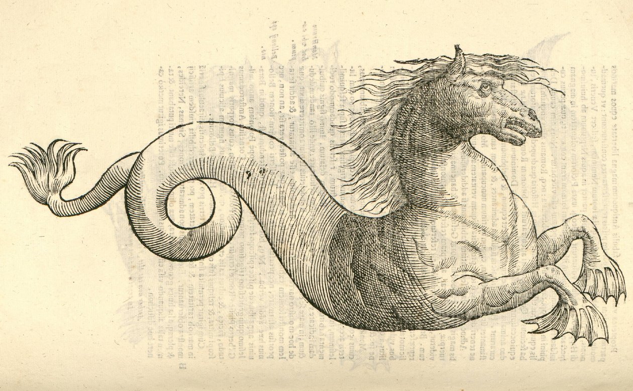 kuva Equus marinus monstrosuksesta Aldrovandis History of Monsters , 1642 tekijältä Italian School