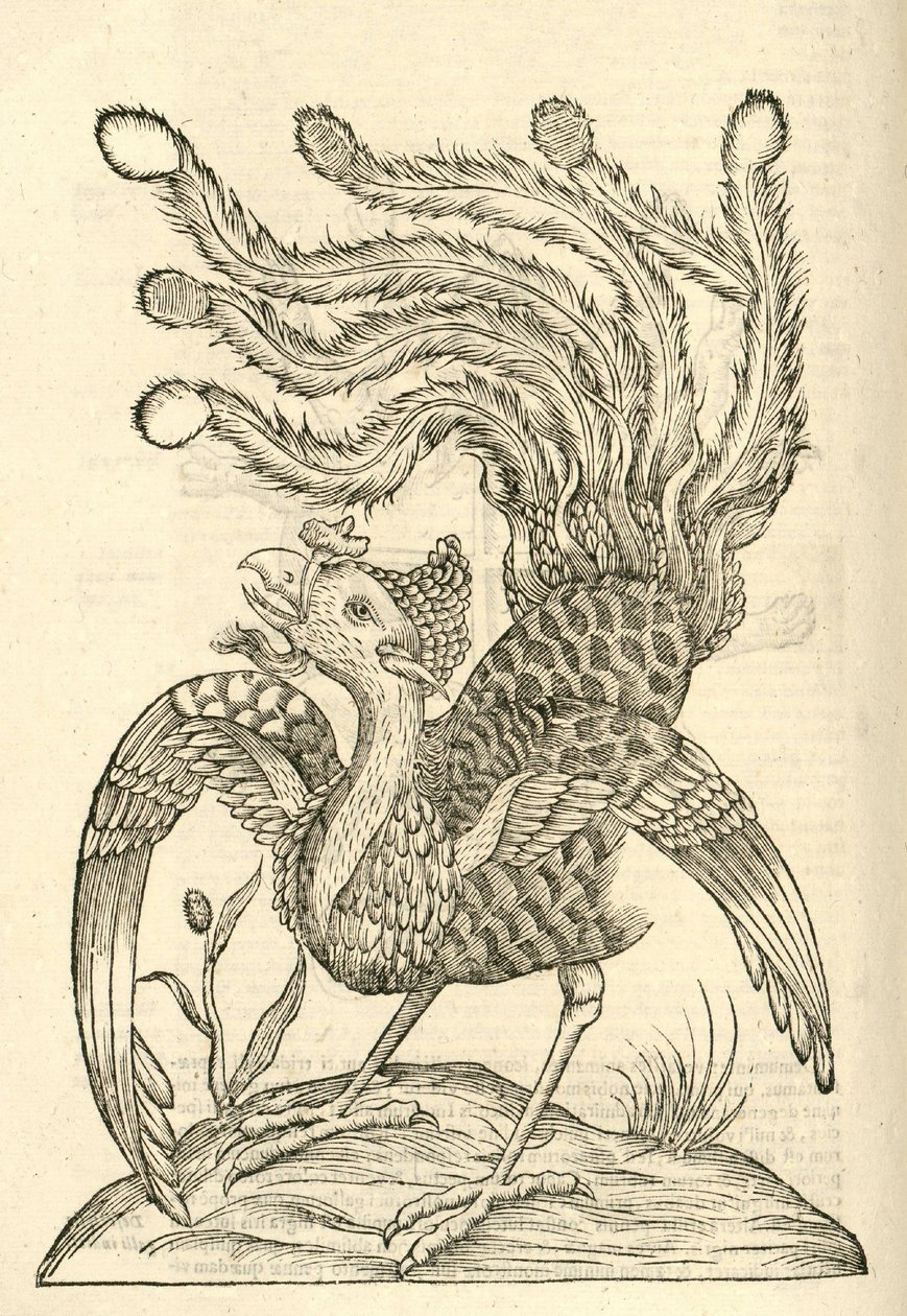 kuva Gallus Indicus auritus tridactylus -lajista Aldrovandis History of Monsters , 1642 tekijältä Italian School