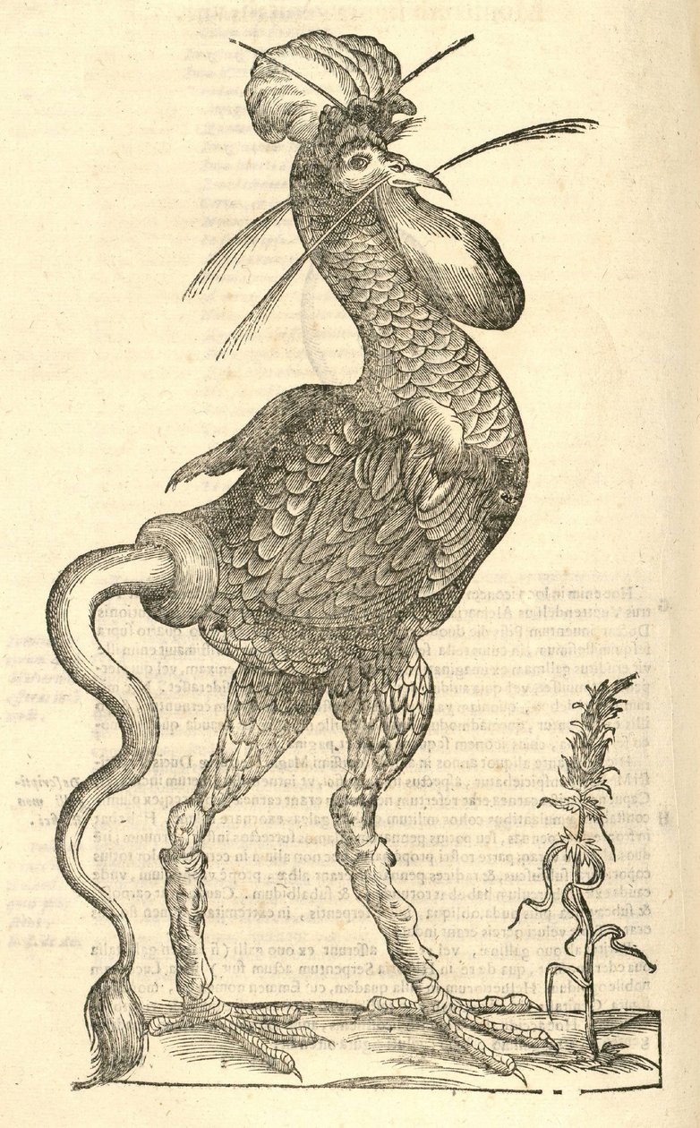 kuva Gallus monstrosuksesta julkaisusta Aldrovandis History of Monsters, 1642 tekijältä Italian School