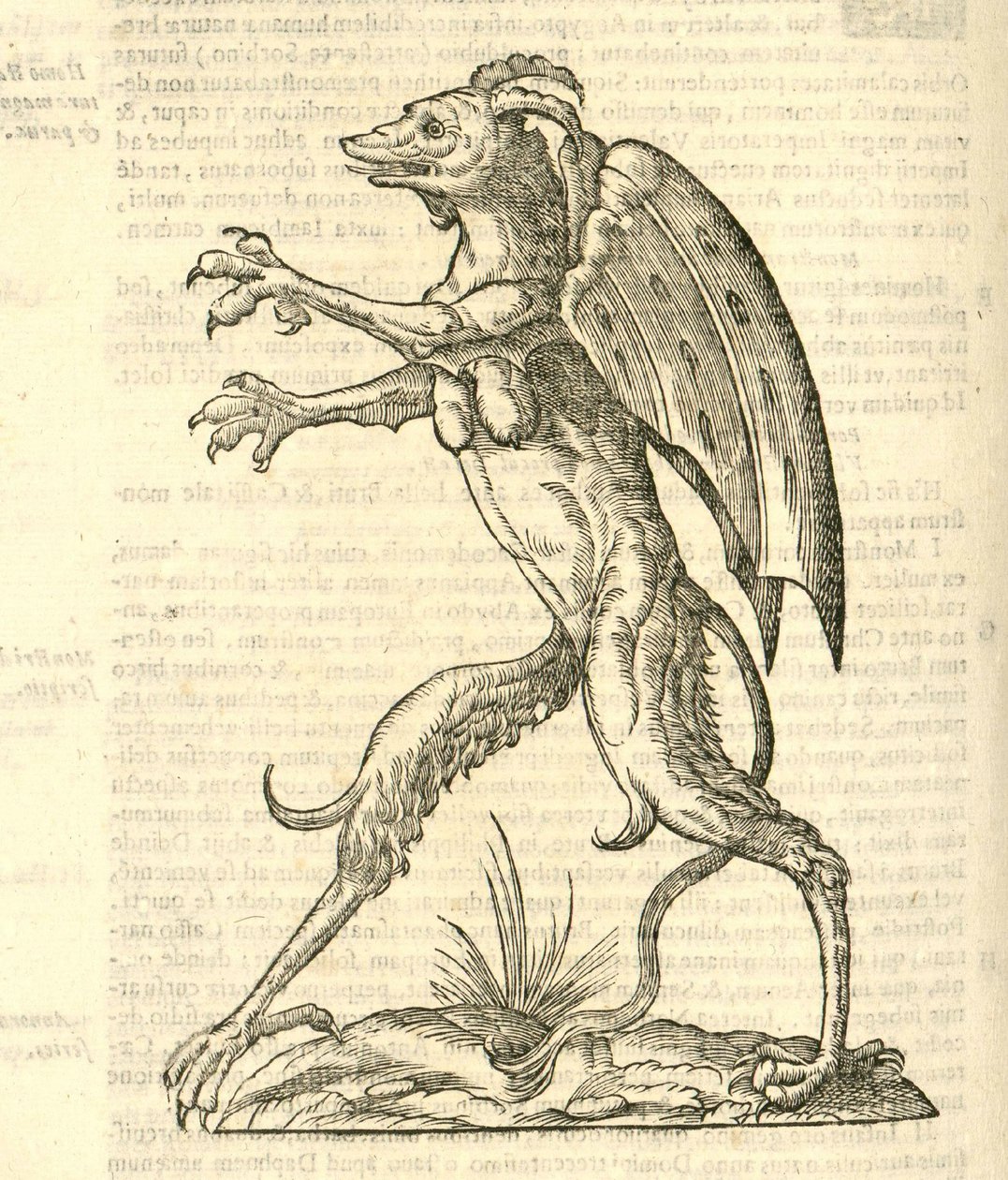 kuva siivekkäästä ja sarvikkaasta hirviöstä kuin demonista Aldrovandis History of Monsters , 1642 tekijältä Italian School