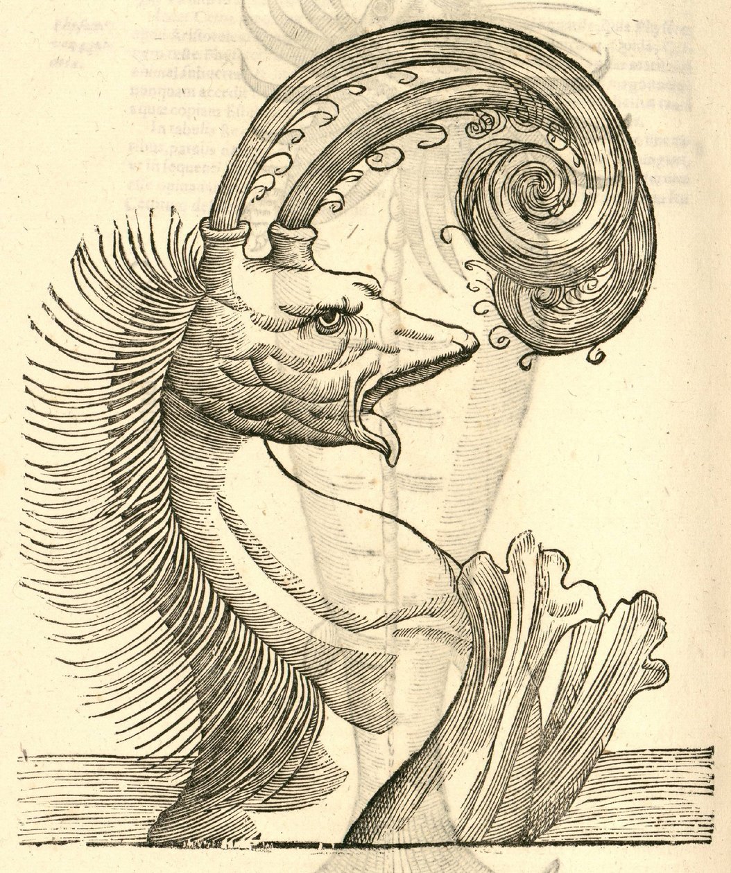 kuva Pseudo Physeteristä Aldrovandus History of Monsters , 1642 tekijältä Italian School