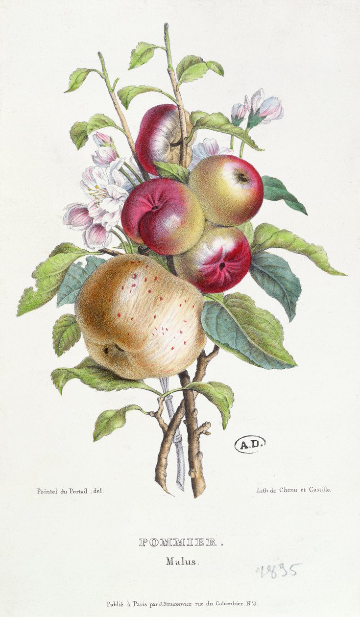 Omenapuu (Malus), n. 1835 tekijältä J. B. Pointel du Portail
