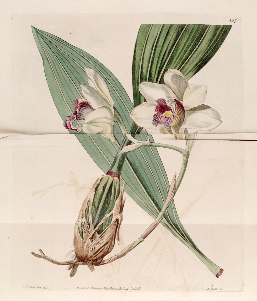 Kuva Bifrenaria harrisoniae (syn. Maxillaria harrisoniae) tekijältä J. C. Robertson