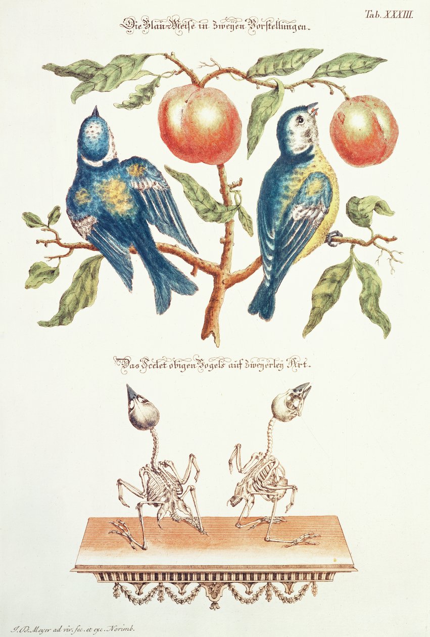 Blue Tits from `Pleasant and more hyödyllinen tekijältä J. D. Meyer