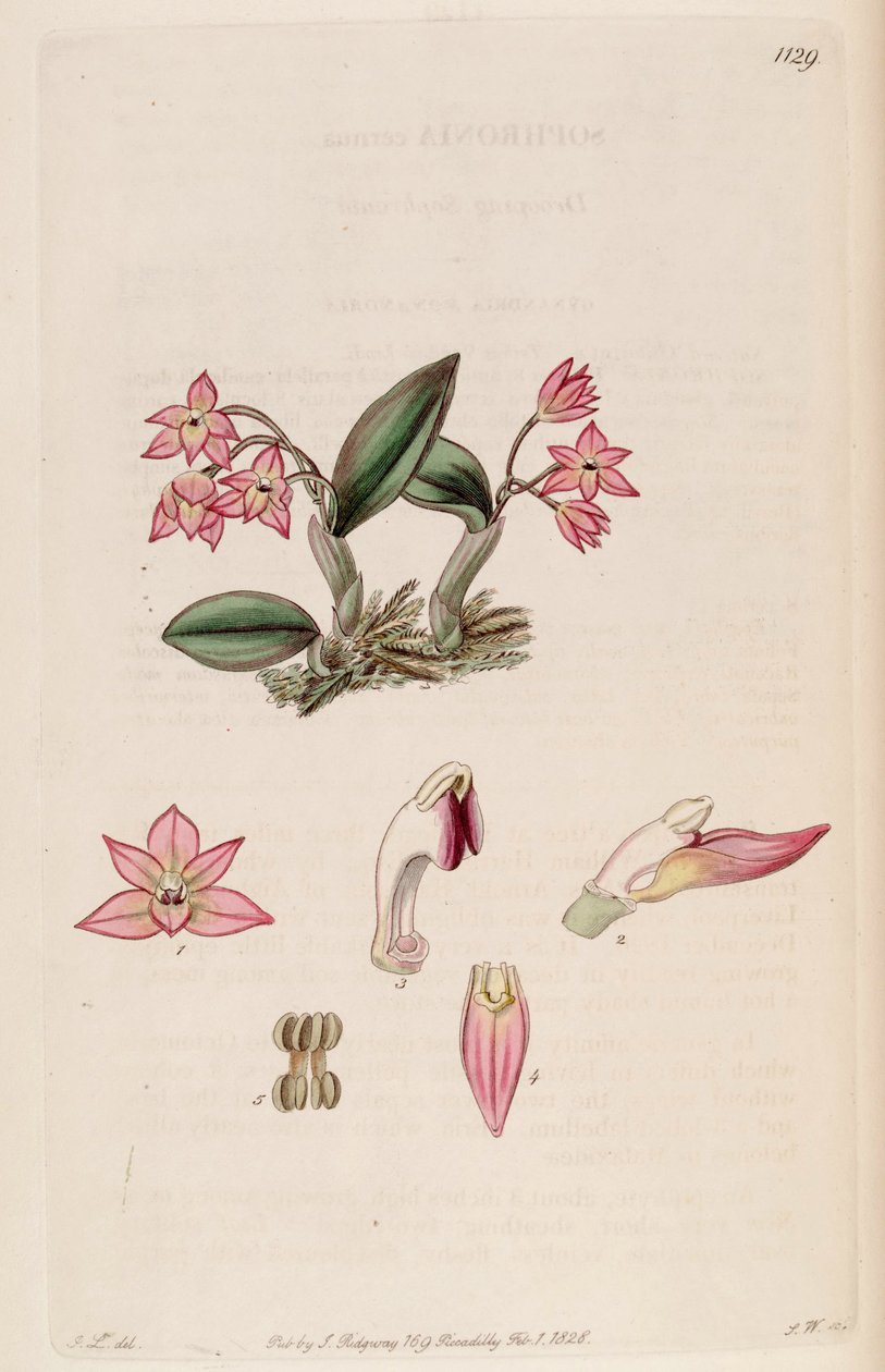 Kuva Sophronitis cernua (syn. Sophronia cernua) tekijältä J. L.