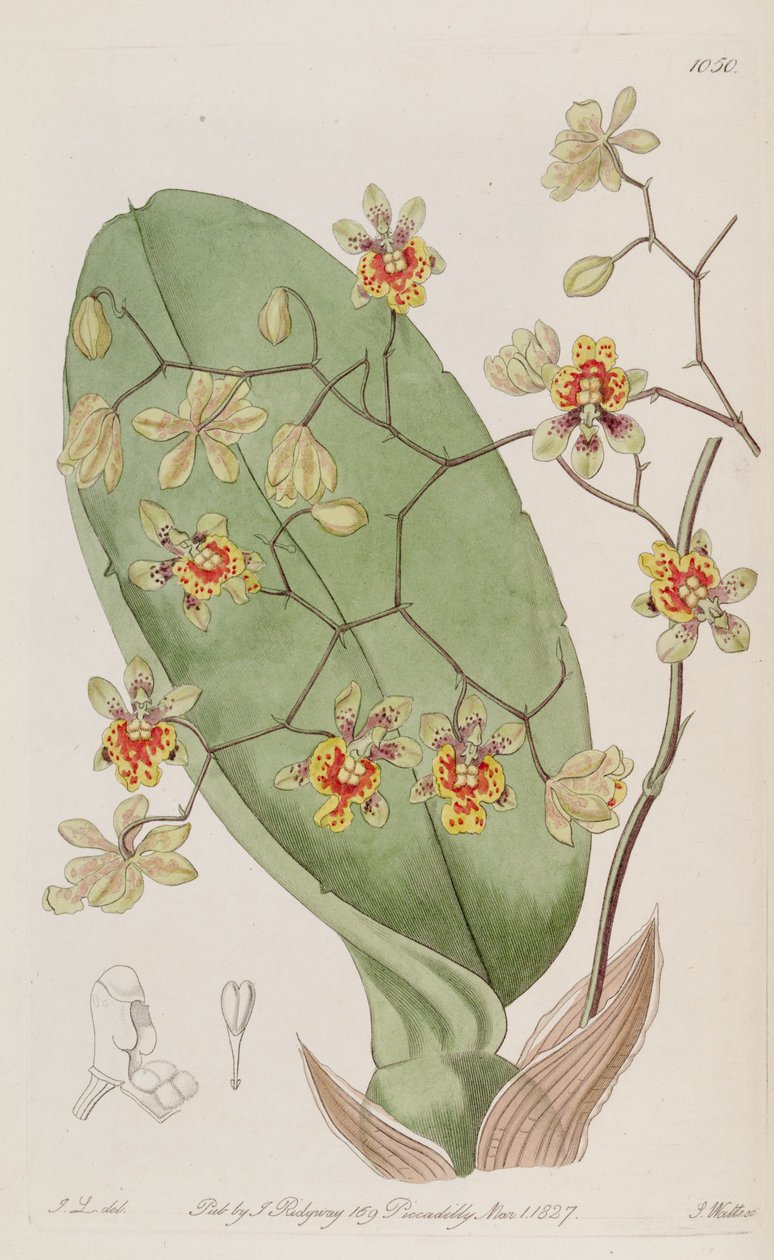 Kuva Oncidium divaricatum tekijältä J. L. del.