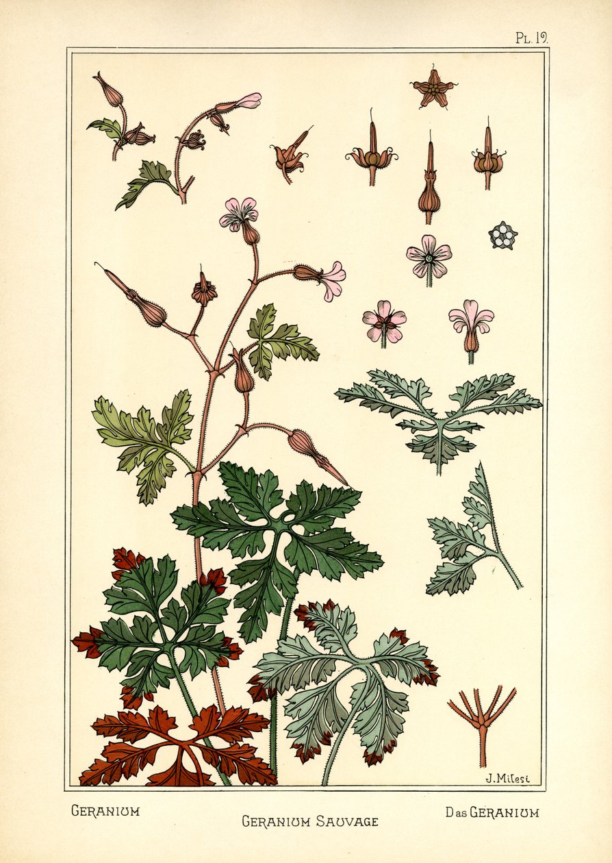 Geranium tekijältä J. Milesi