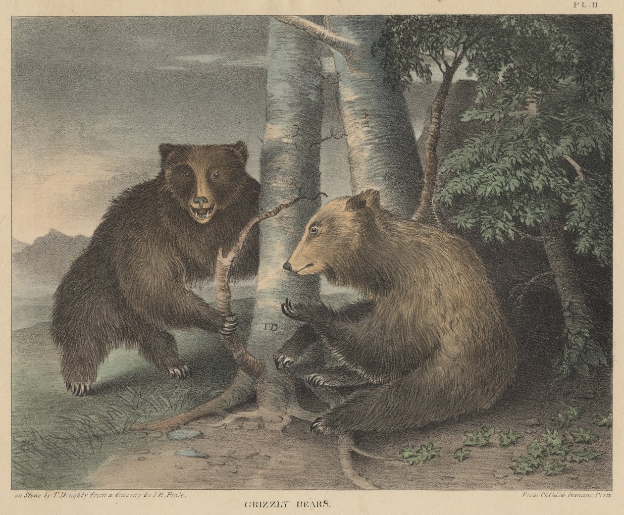 Grizzly Bears, kaiverrettu Thomas Doughty, teoksesta Doughtys The Cabinet of Natural History and American Rural Sports, 1830 tekijältä J. R. Peale