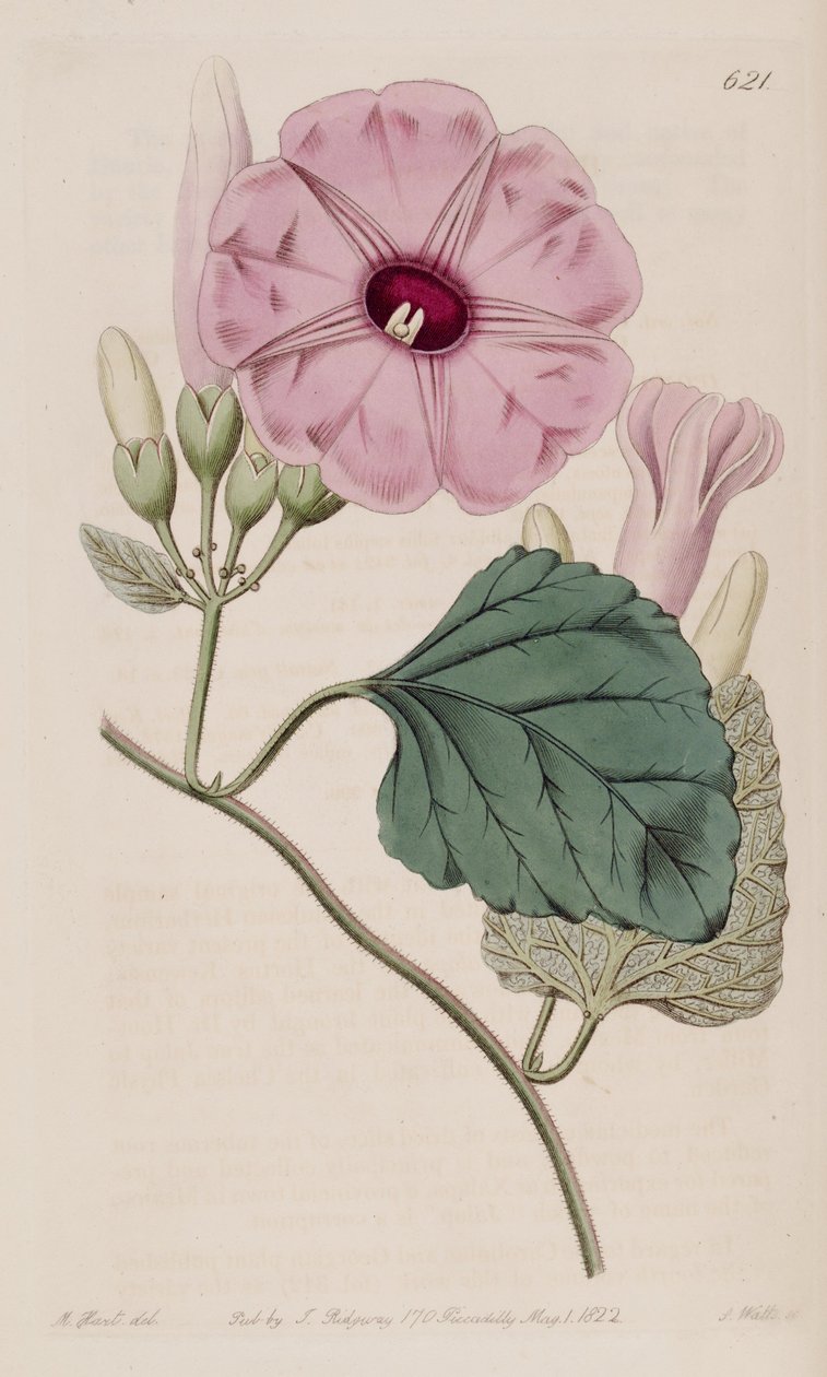 Ipomoea jalapa tekijältä J.Sims