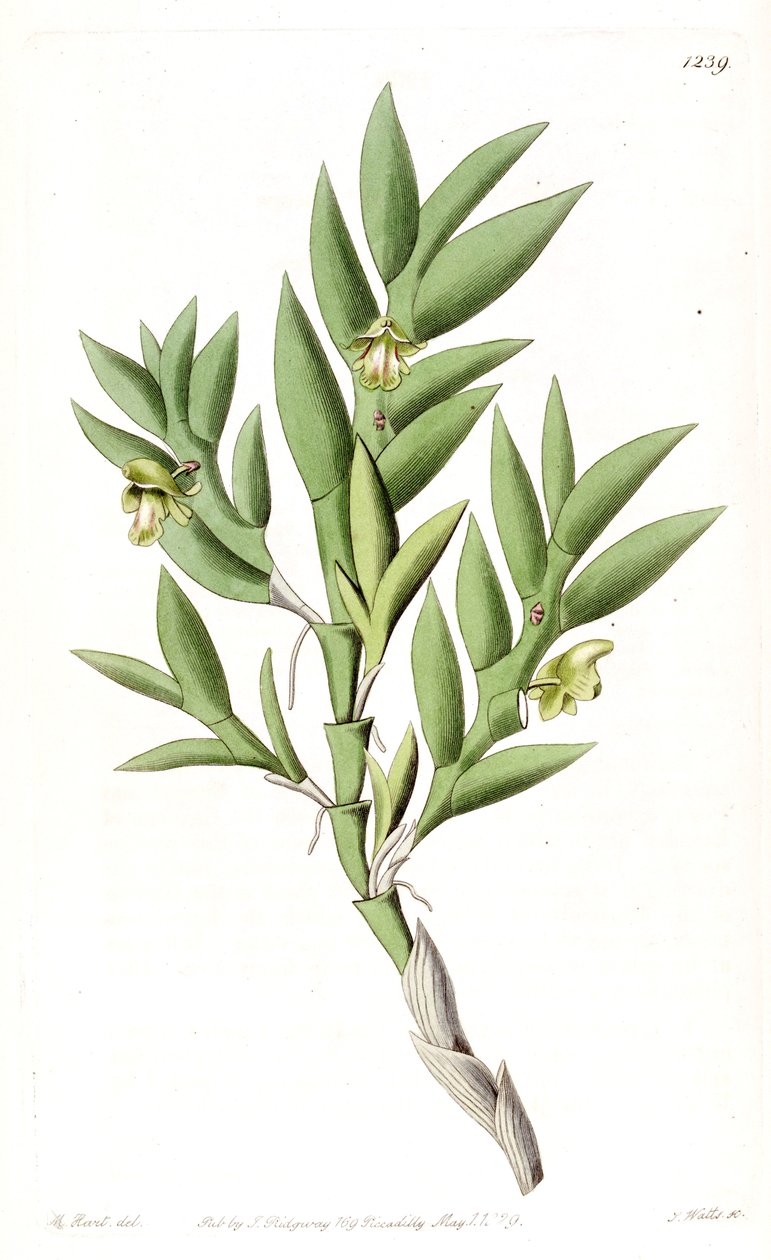 Aporum anceps tai Dendrobium anceps tekijältä Jams  Watts