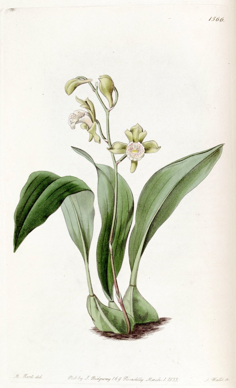Bifrenaria racemosa (syn. Maxillaria racemosa) tekijältä Jams  Watts