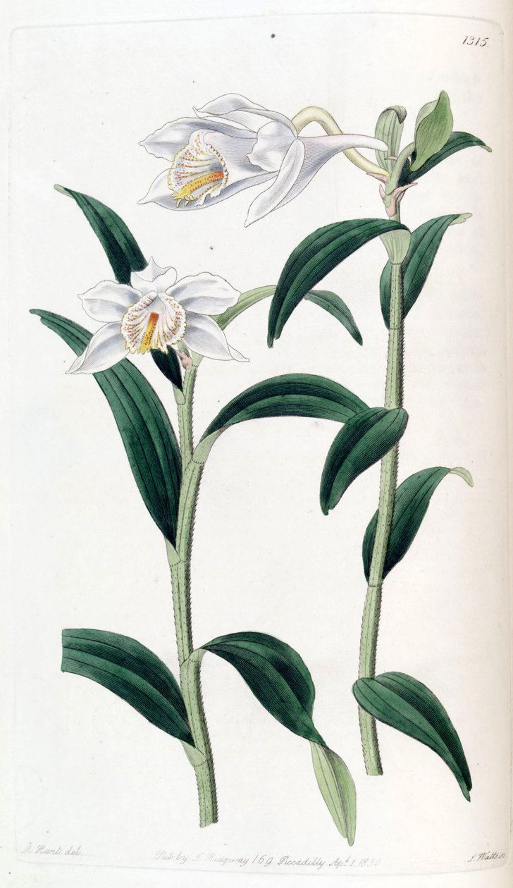 Dendrobium longicornu tekijältä Jams  Watts
