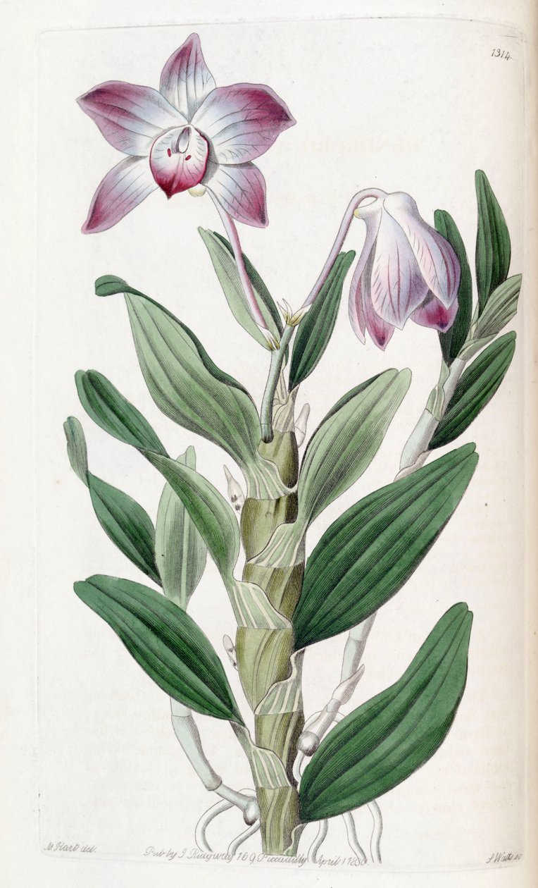Dendrobium moniliforme tekijältä Jams  Watts