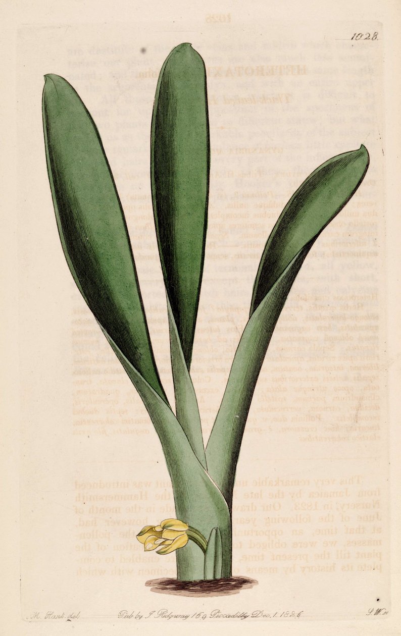 Kuva Heterotaxis sessilis (syn. Heterotaxis crassifolia) tekijältä Jams  Watts