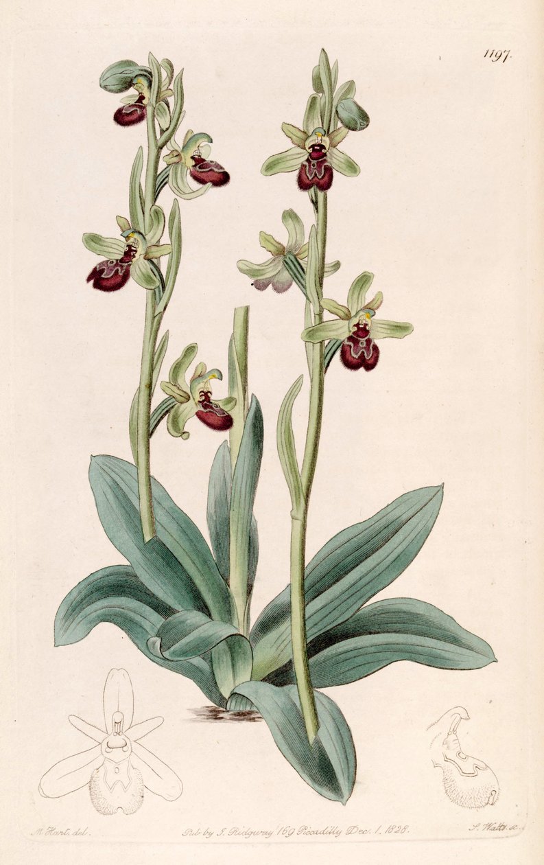Kuva Ophrys sphegodes (syn. Ophrys aranifera, speltti araneifera) tekijältä Jams  Watts