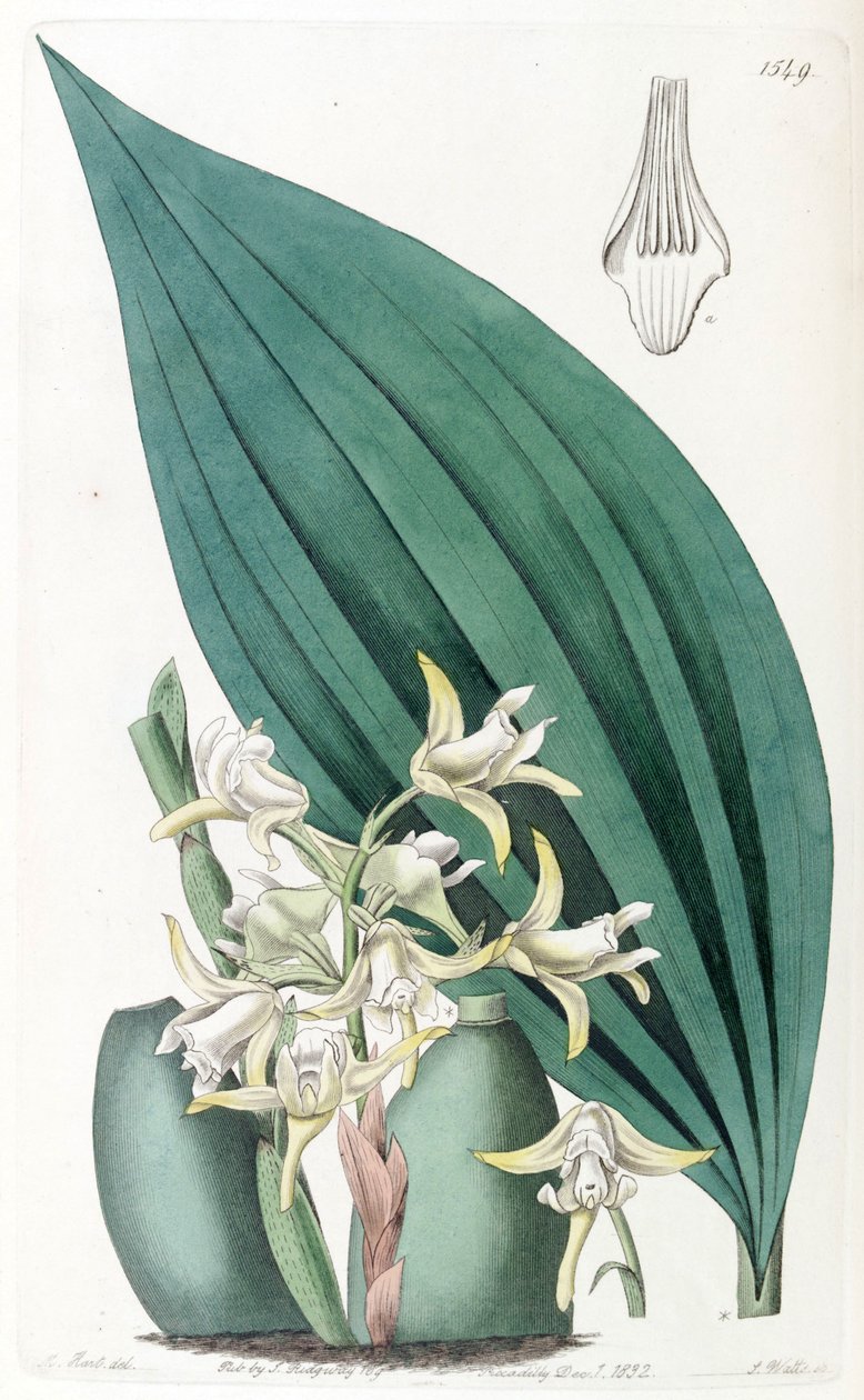 Maxillaria palmifolia (syn. Maxillaria decolor) tekijältä Jams  Watts