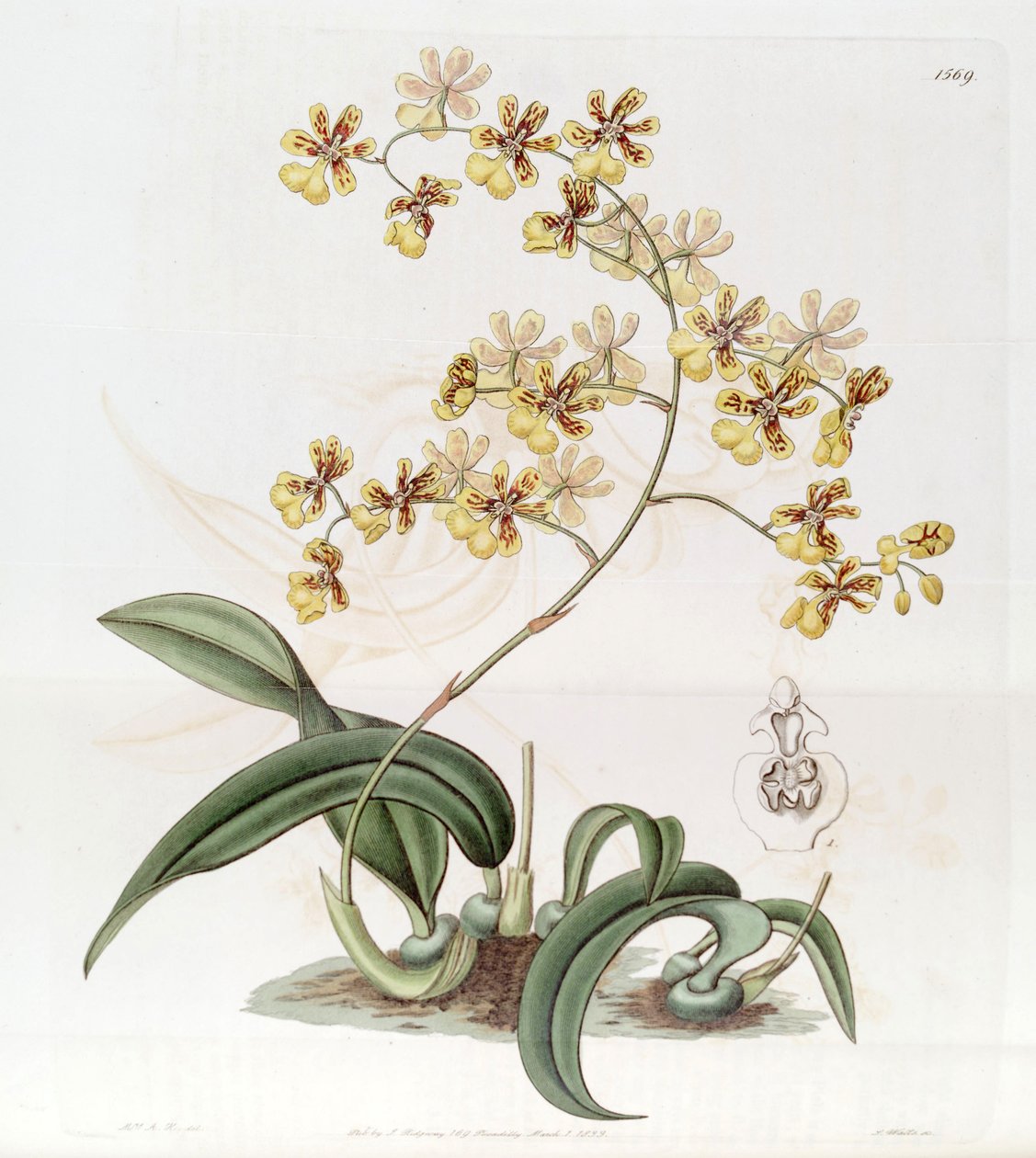 Oncidium auricula tai Oncidium harrisonianum tekijältä Jams  Watts