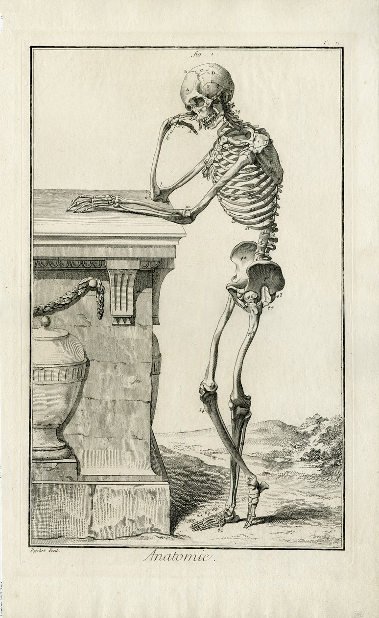 Anatomie - luurangon anatominen tutkimus tekijältä J.A. Defehrt
