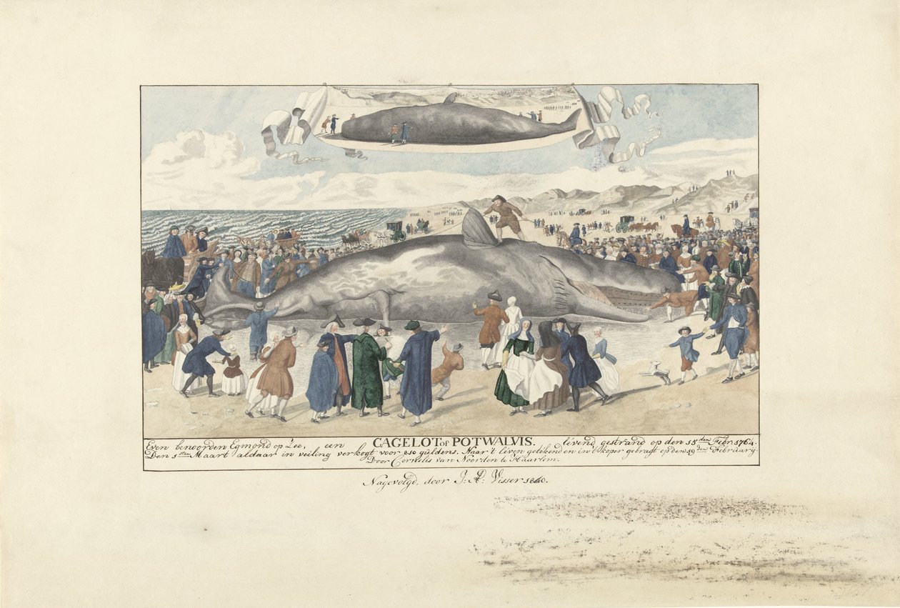 Kaskelovalas, joka on jumissa Egmond aan Zeessa, 1764 Aivan pohjoiseen Egmond op Zee, Cagelot tai Potwhale. jumissa elossa 15. helmikuuta 1764. (otsikko esineessä) tekijältä J.A. Visser