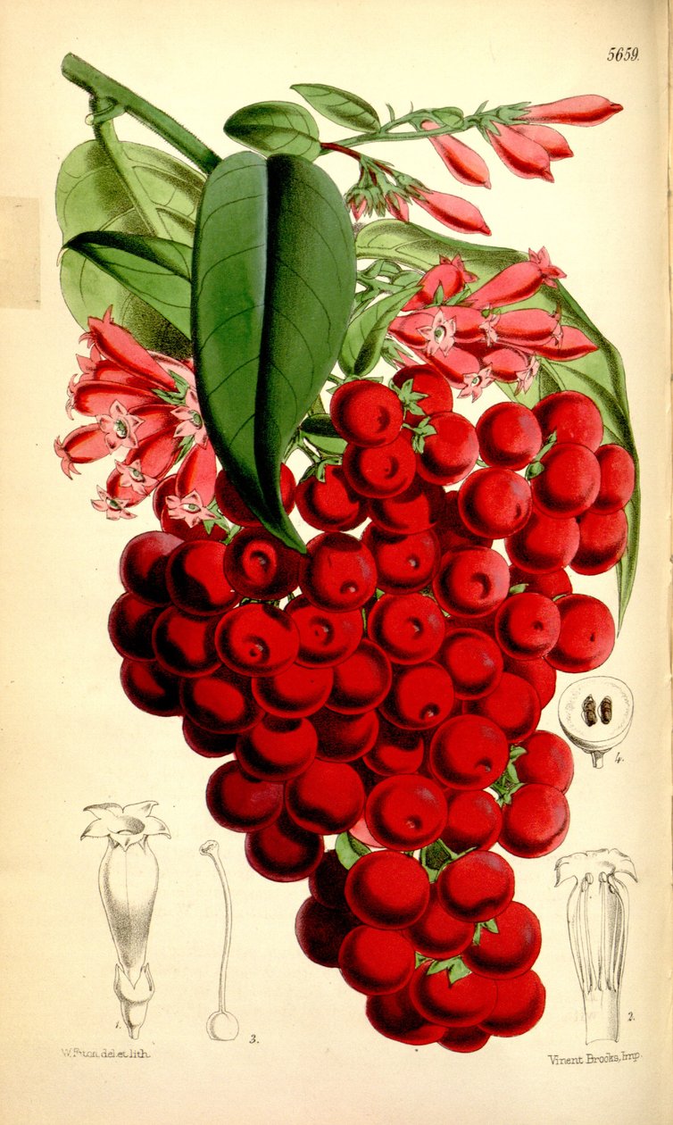 Cestrum elegans tekijältä J.D.Hooker