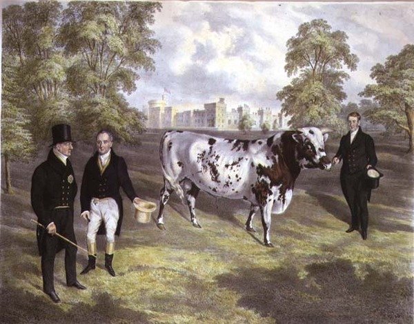 Sir Charles Morgan esittelee kuningas William IV:lle Shorthorn-härän Tredegarin linnassa Monmouthissa, kaivertanut M. Gauci tekijältä J.H. (after) Carter