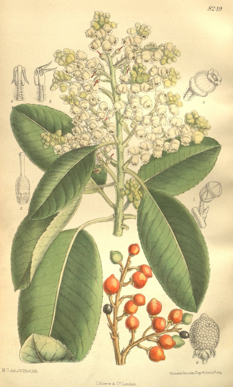 Arbutus menziesii tekijältä J.N. Fitch