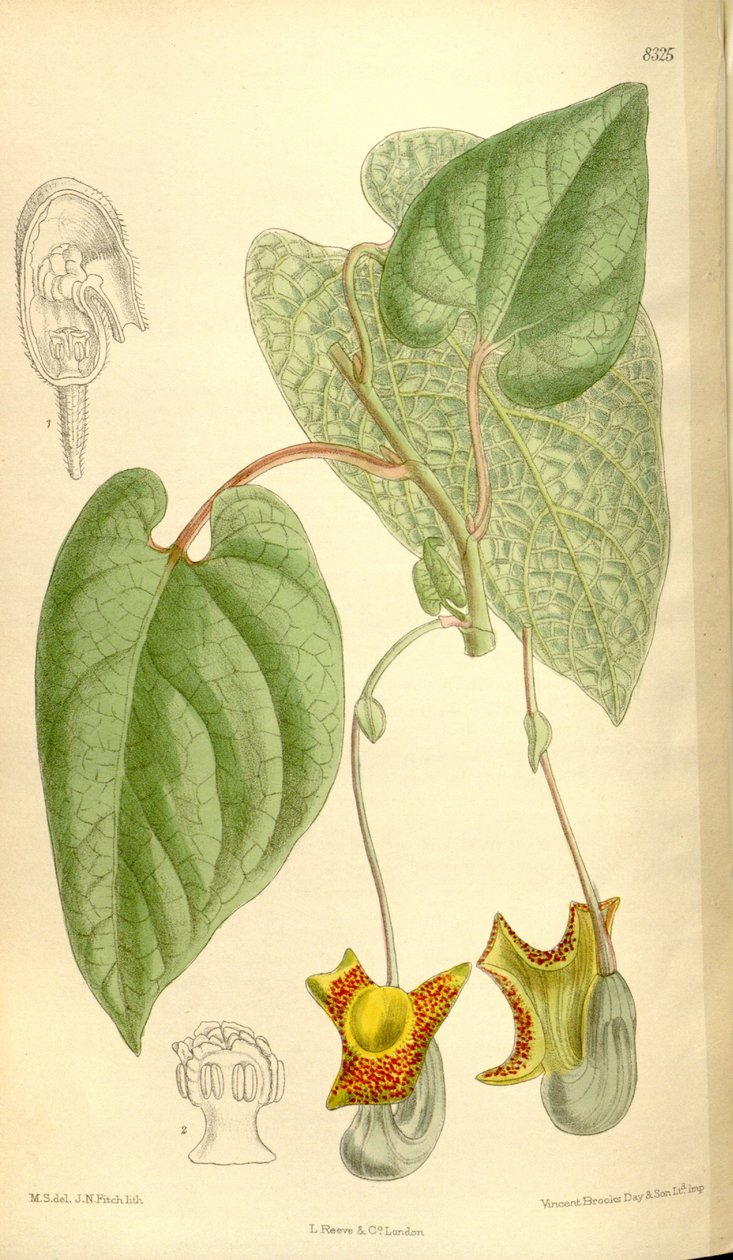 Aristolochia moupinensis tekijältä J.N. Fitch