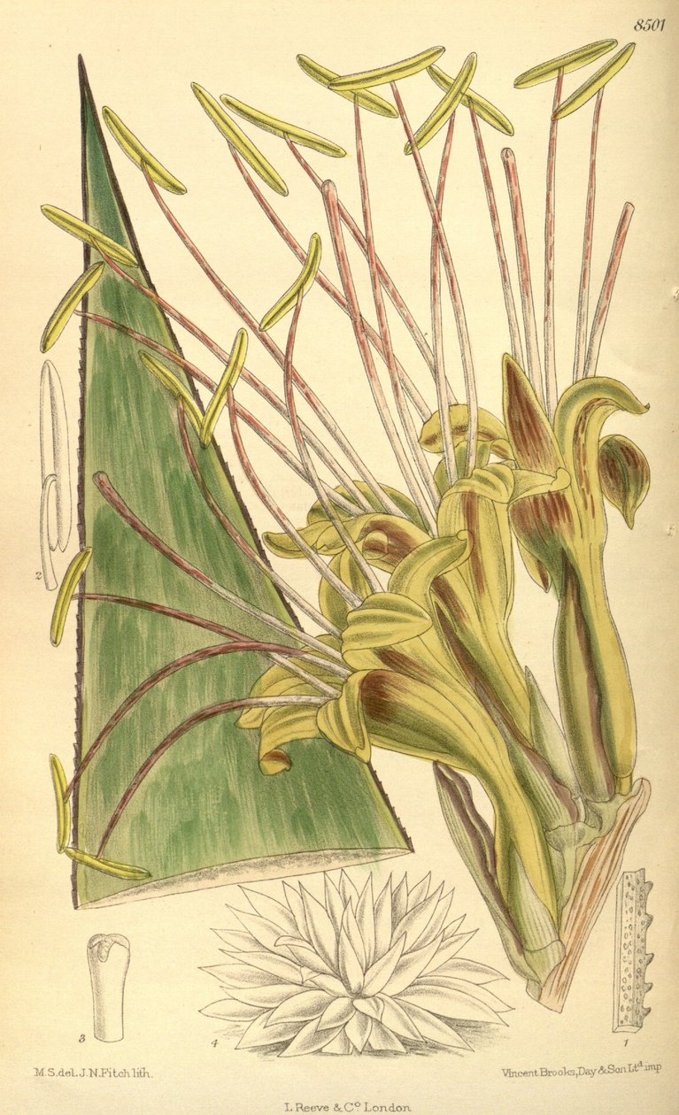 Agave warelliana, Asparagaceae, Agavoideae tekijältä J.N. Fitch