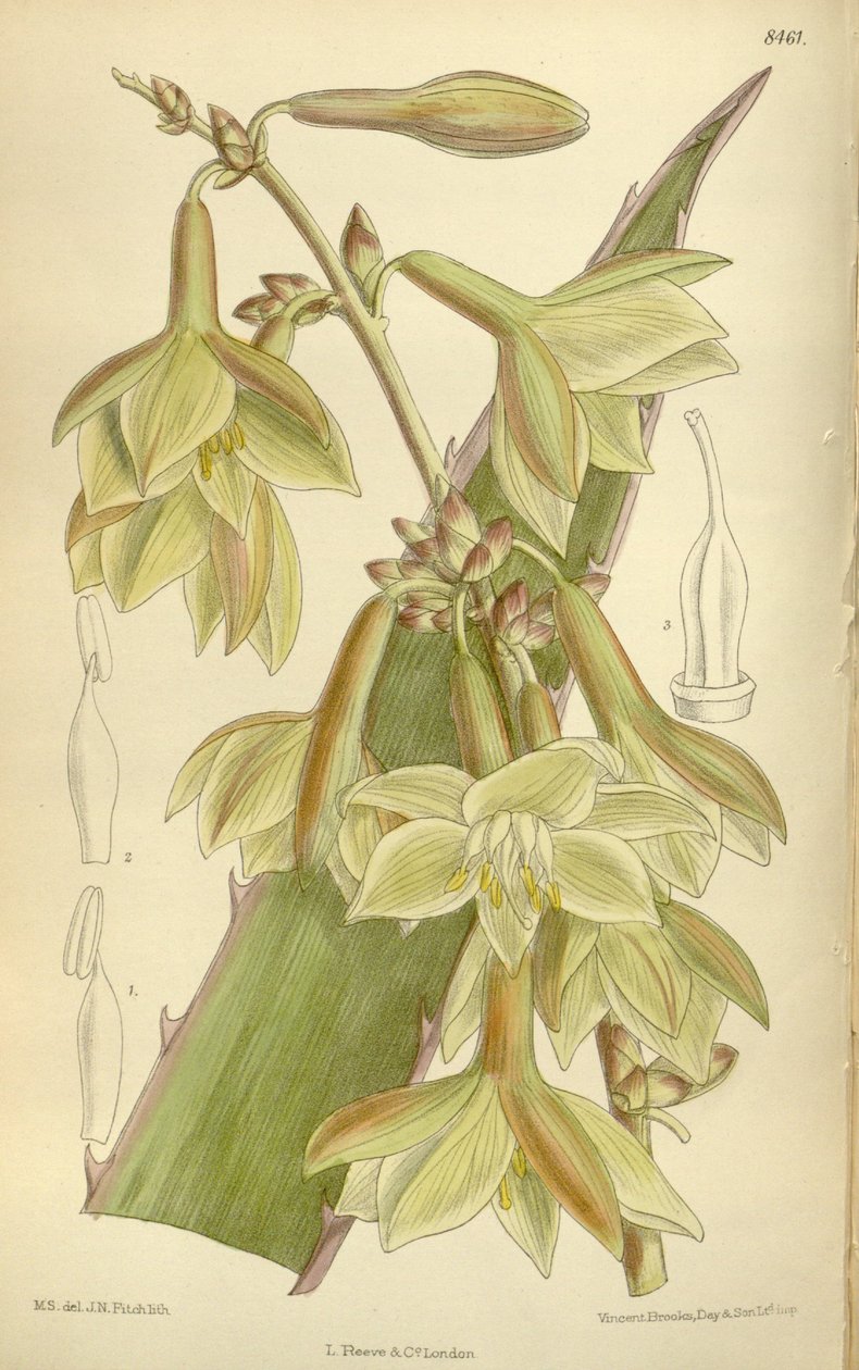 Furcraea elegans (= Furcraea stricta), Asparagaceae, Agavoideae tekijältä J.N. Fitch