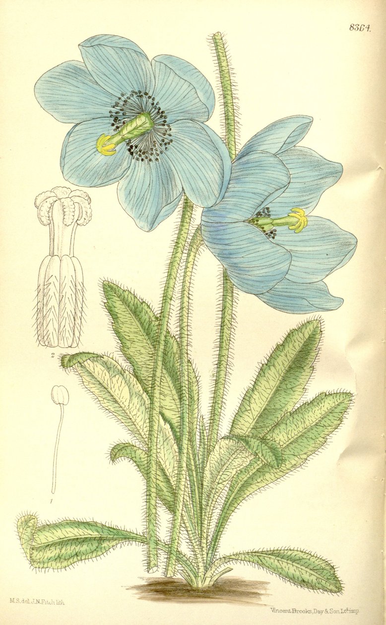 Meconopsis simplicifolia, Papaveraceae tekijältä J.N. Fitch