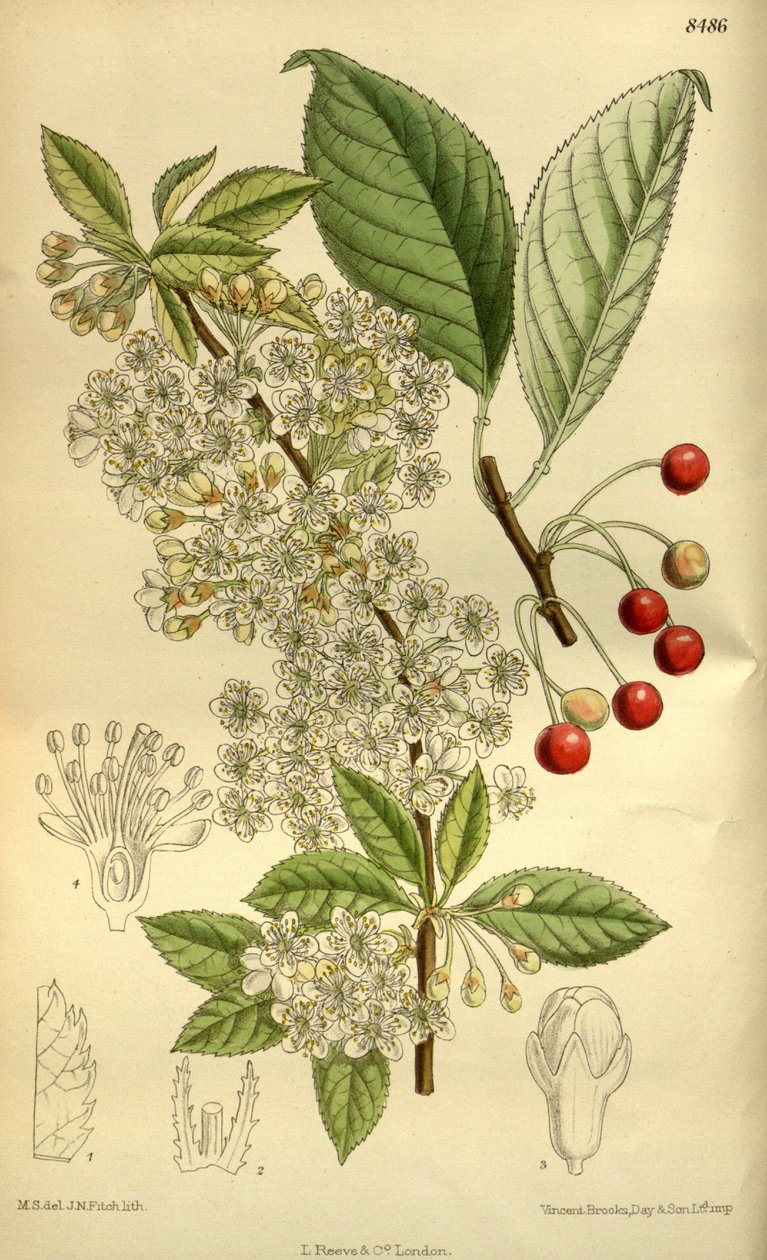 Prunus pensylvanica, Rosaceae tekijältä J.N. Fitch