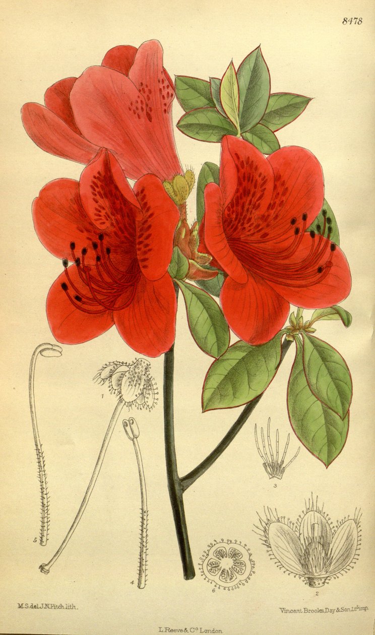 Rhododendron sublanceolatum (= Rhododendron scabrum), Ericaceae tekijältä J.N. Fitch