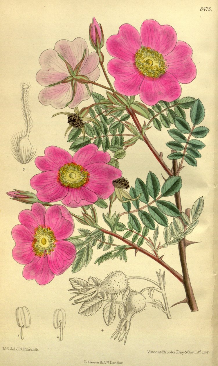 Rosa_sertata tekijältä J.N. Fitch
