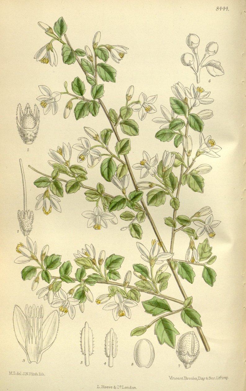 Styrax wilsonii, Styracaceae tekijältä J.N. Fitch