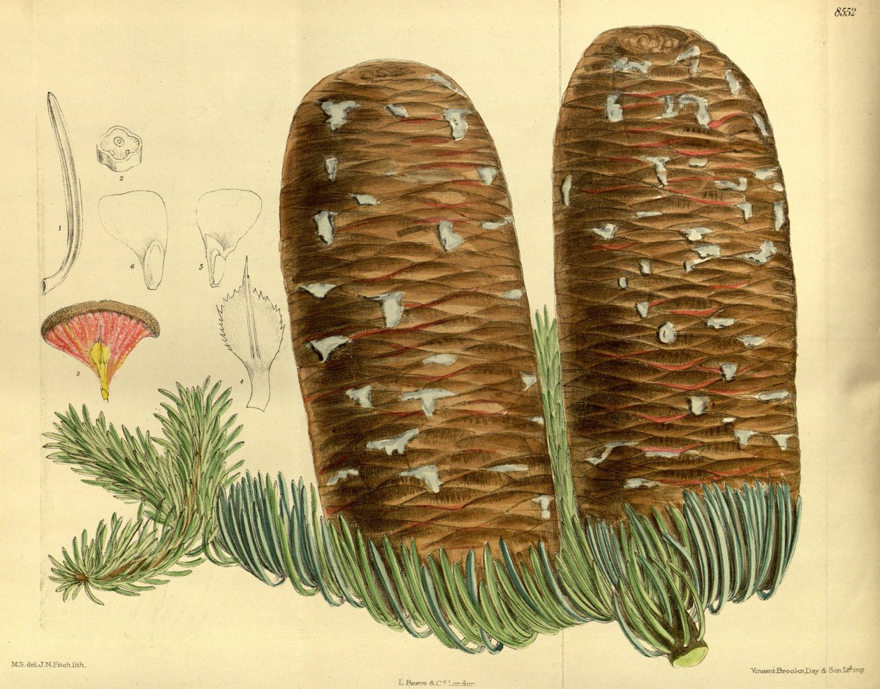 Abies magnifica, Pinaceae tekijältä J.N. Fitch