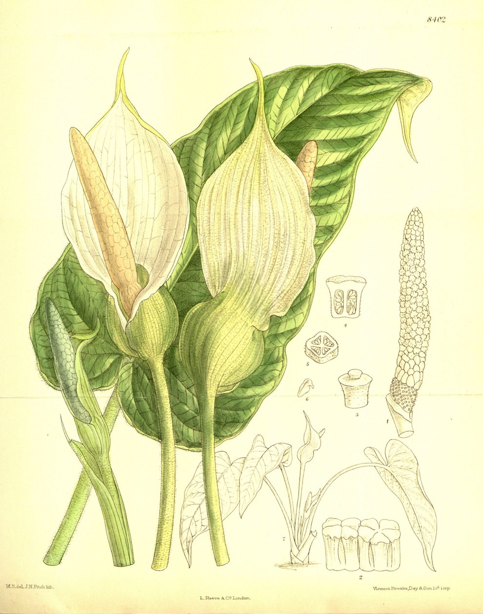 Caladium pubescens, Araceae tekijältä J.N. Fitch