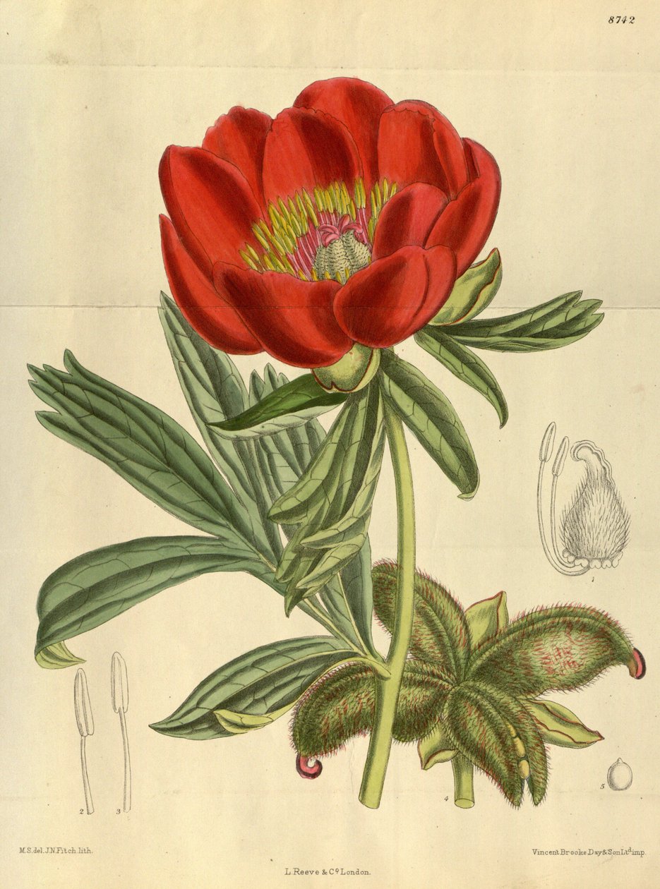 Paeonia peregrina, Paeoniaceae tekijältä J.N. Fitch
