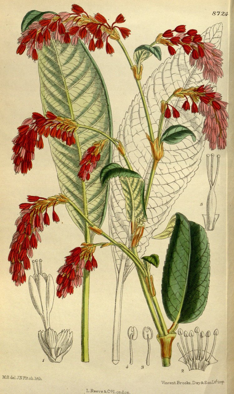 Polygonum griffithii tekijältä J.N. Fitch