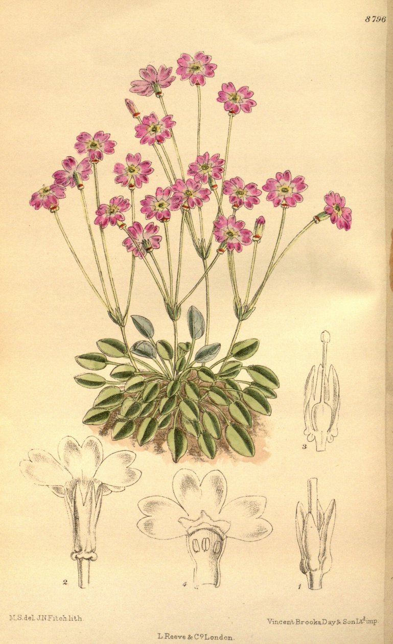 Primula tibetica, Primulaceae tekijältä J.N. Fitch
