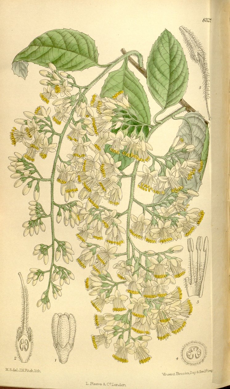 Pterostyrax hispidus, Styracaceae tekijältä J.N. Fitch