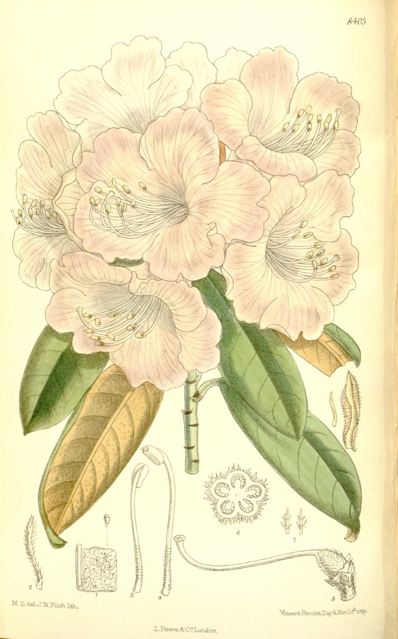 Rhododendron japonicum tekijältä J.N. Fitch